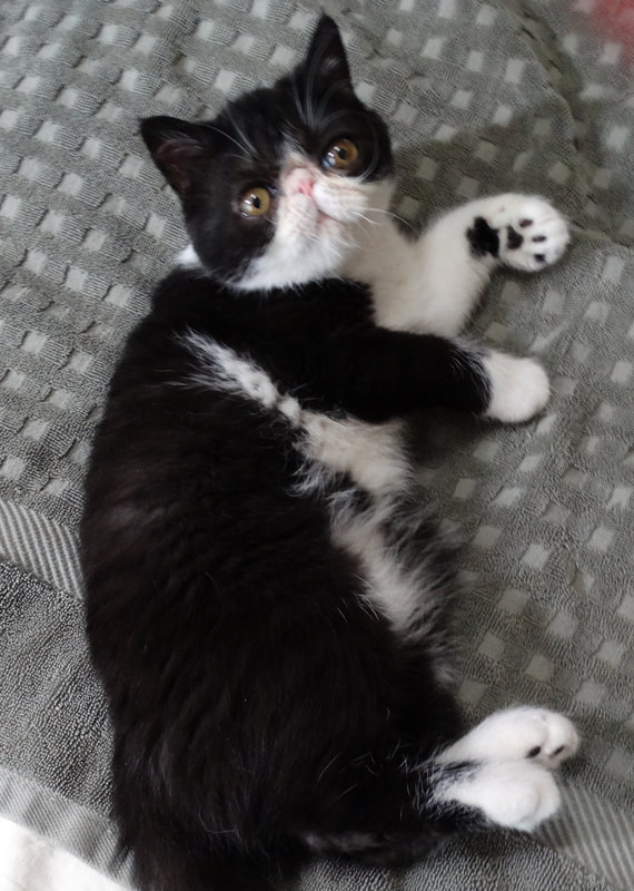Main photo of Black and White Female Exotic Shorthair Cat