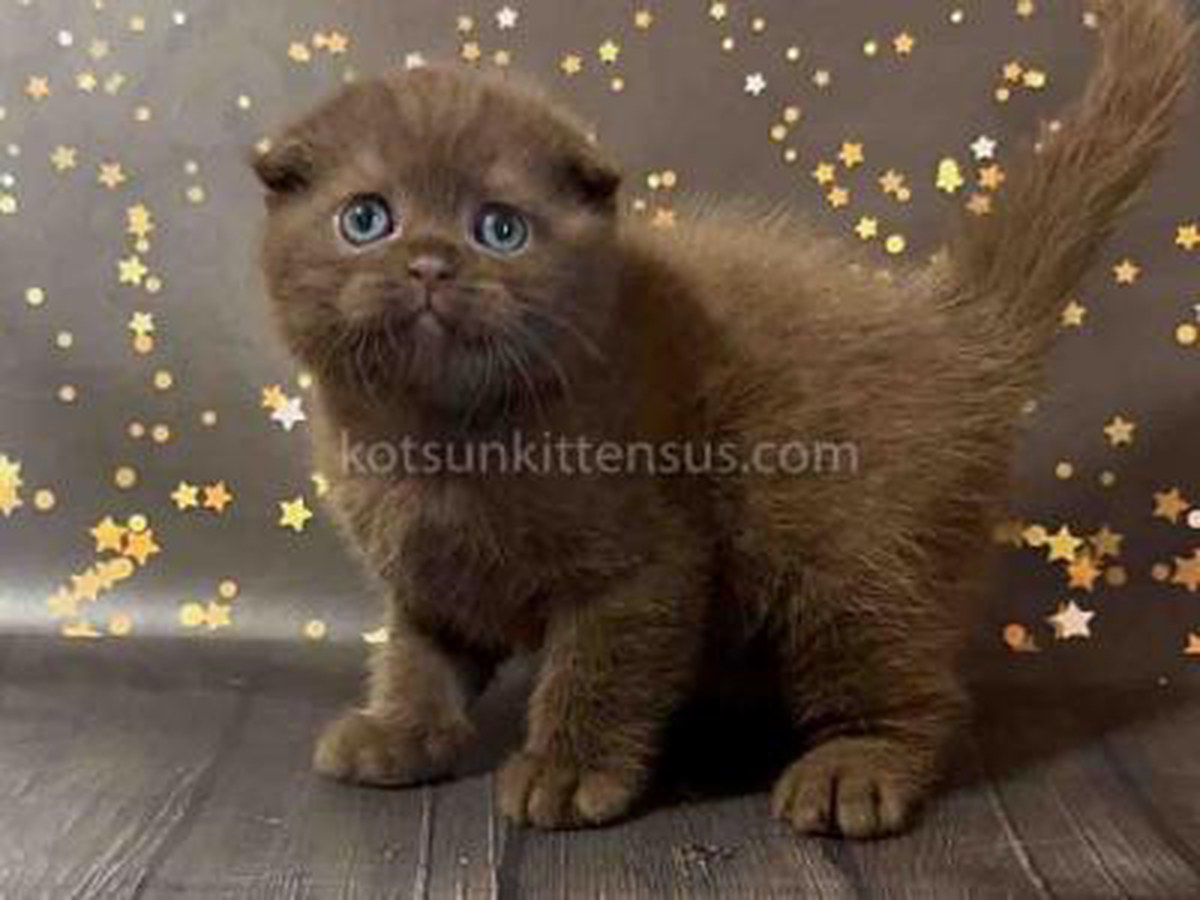Photo of Abbyssinian cat for sale in just $1200