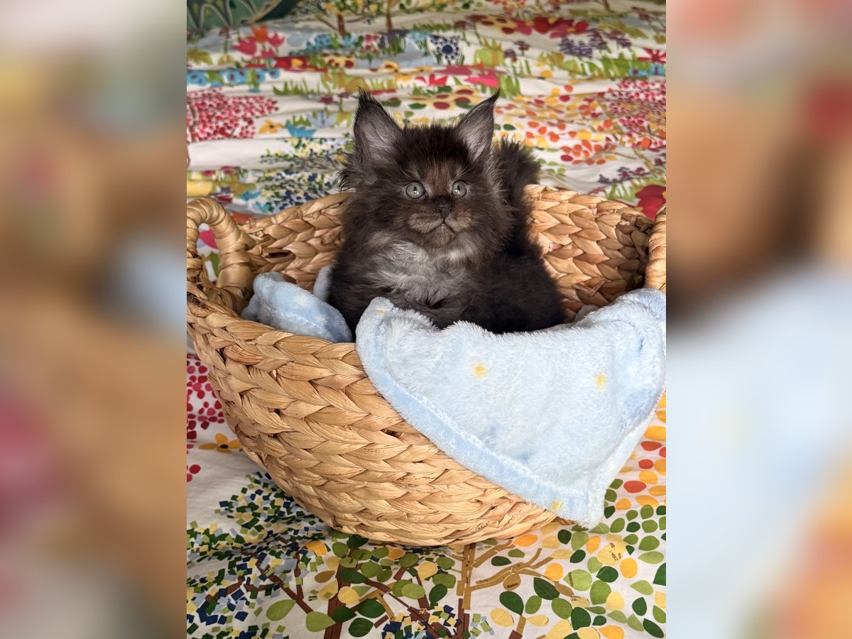 Photo of Beautiful CFA Maine Coon kittens Black Smoke