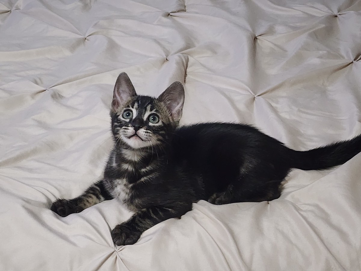 Photo of Indica