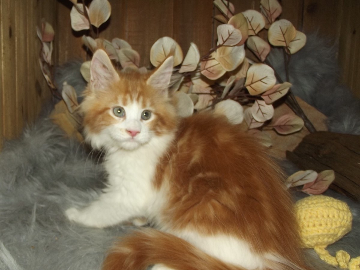 Photo of kitten