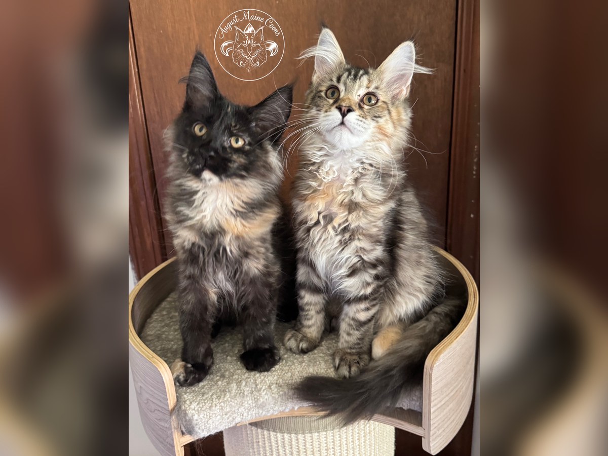 Photo of Kittens