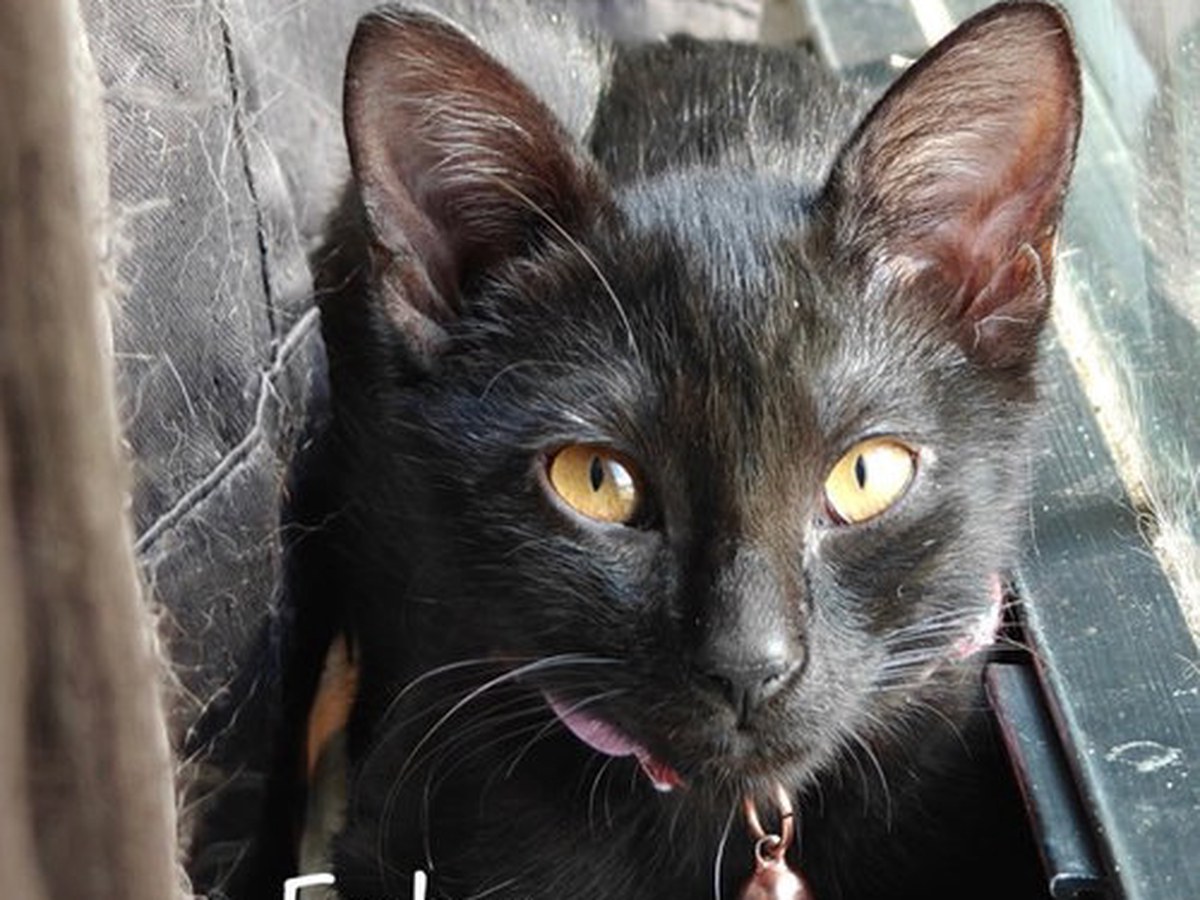 Photo of Ember