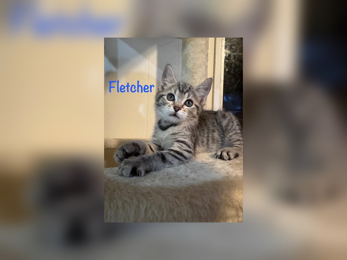 Photo of Fletcher