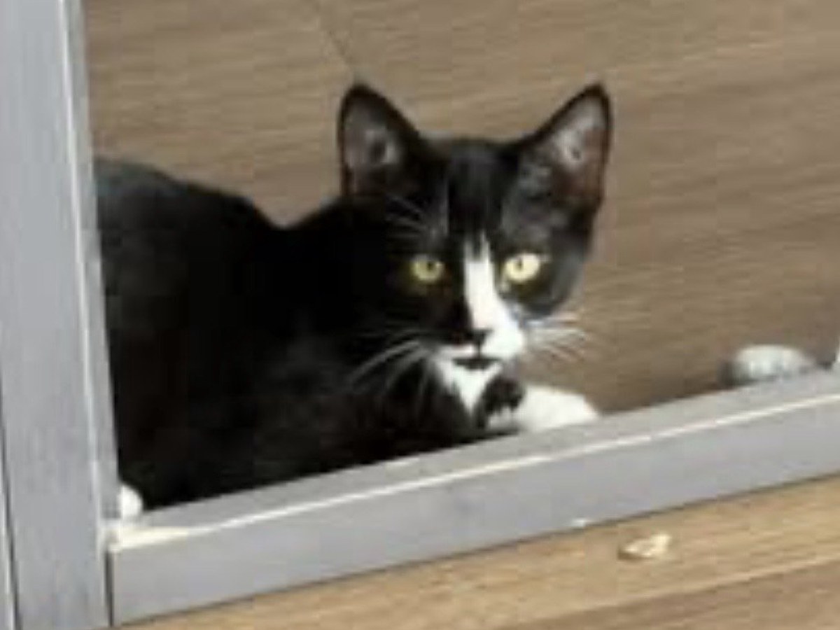 Photo of Sparky