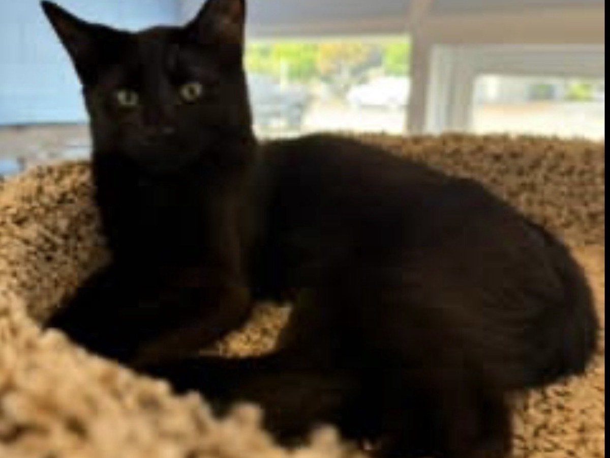 Photo of Coal
