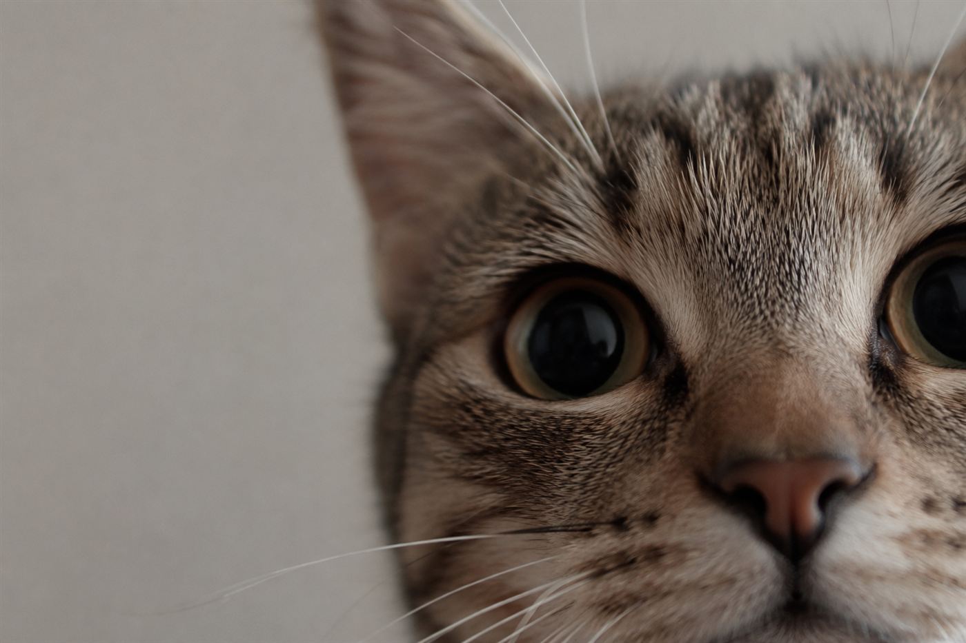 Close-up of a cat's face with wide, dilated pupils