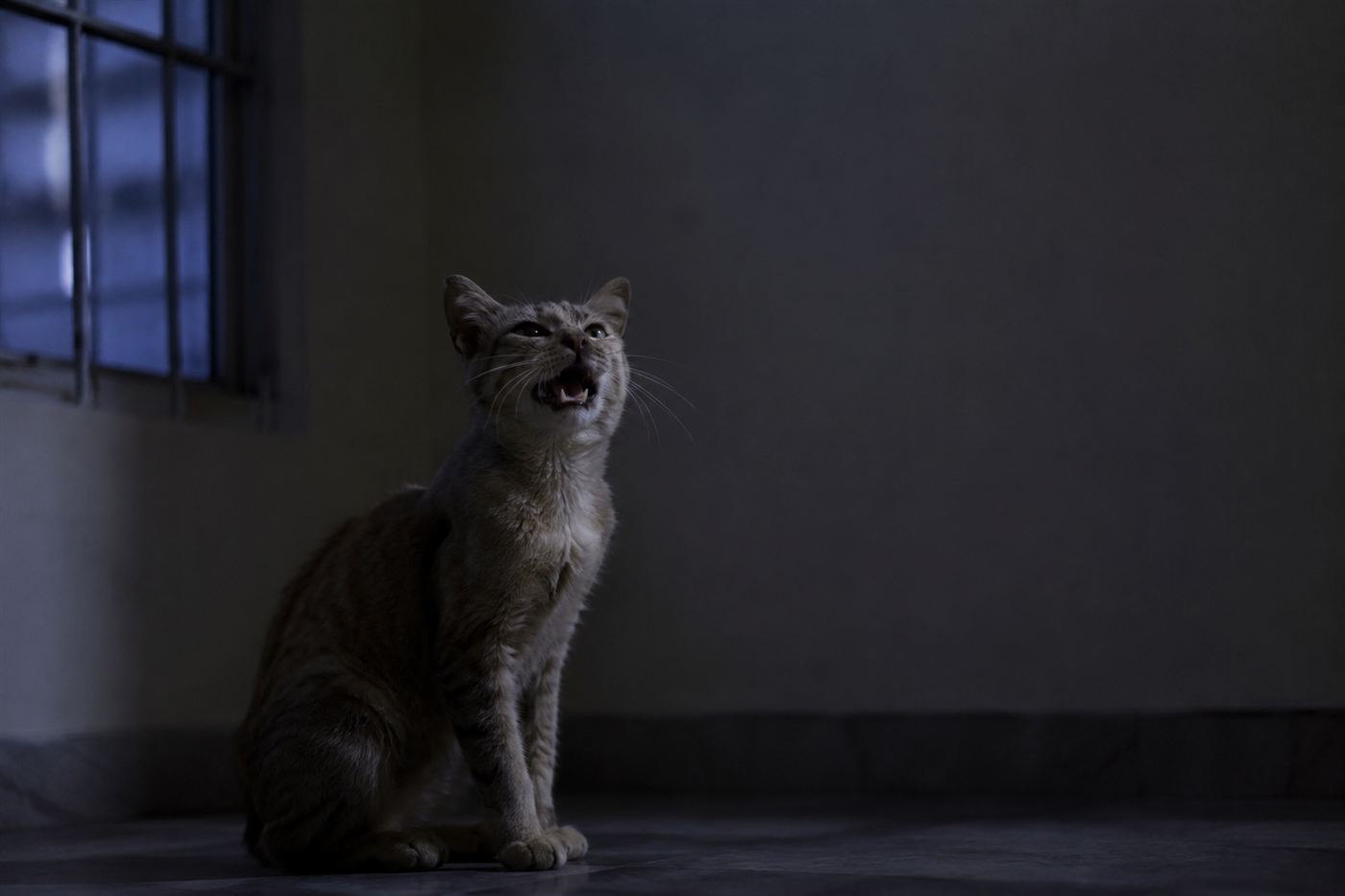 A senior cat yowling in a dimly lit room at night