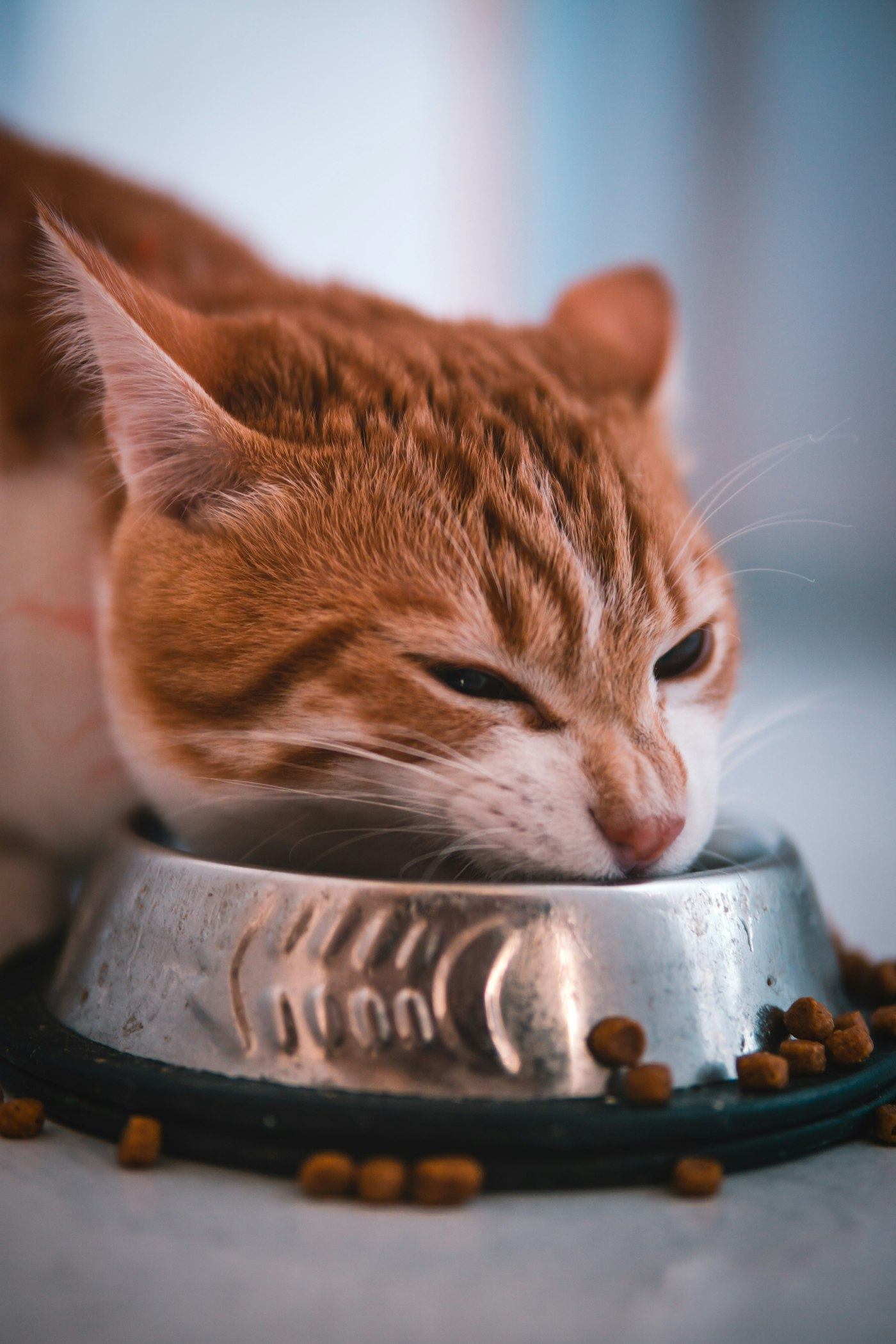 An orange tabby cat eating kibble from a metal bowl