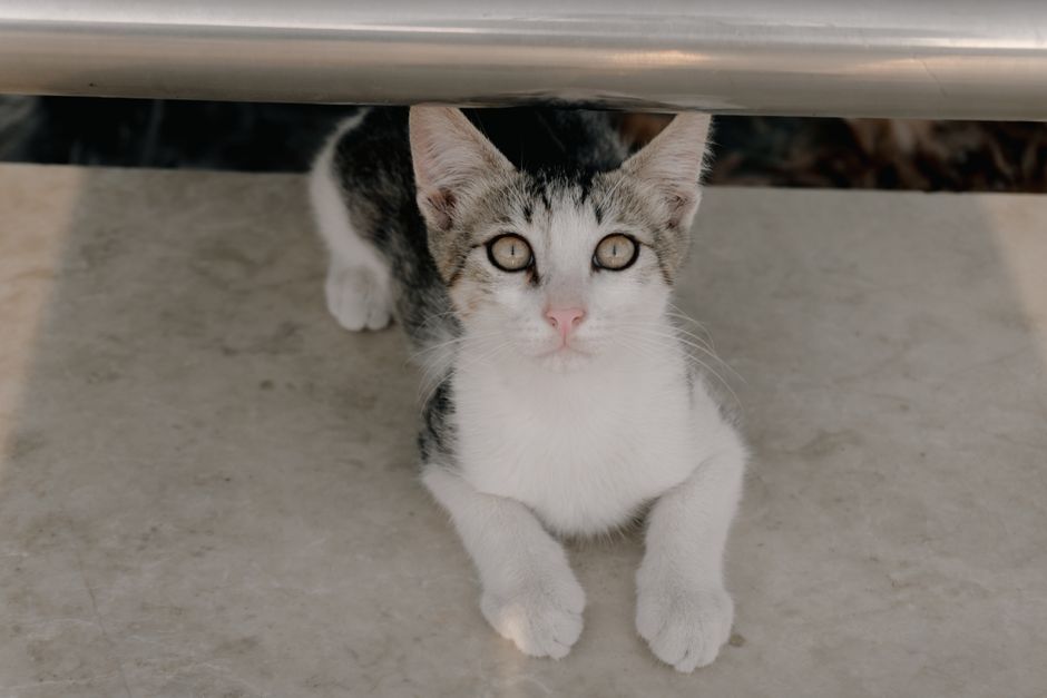 Kitten