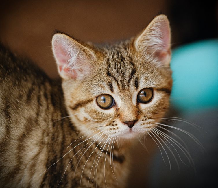 Kitten