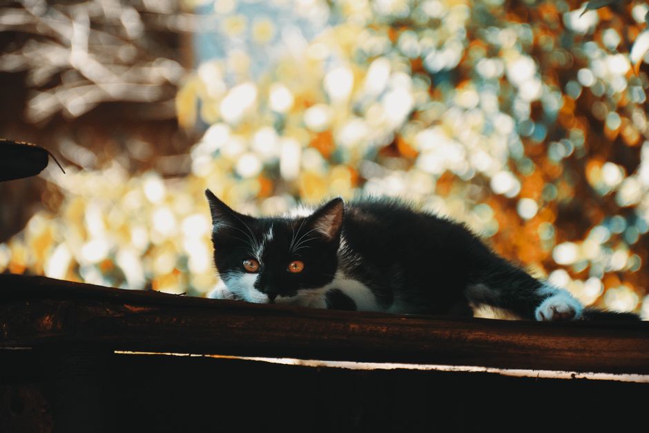 Kitten