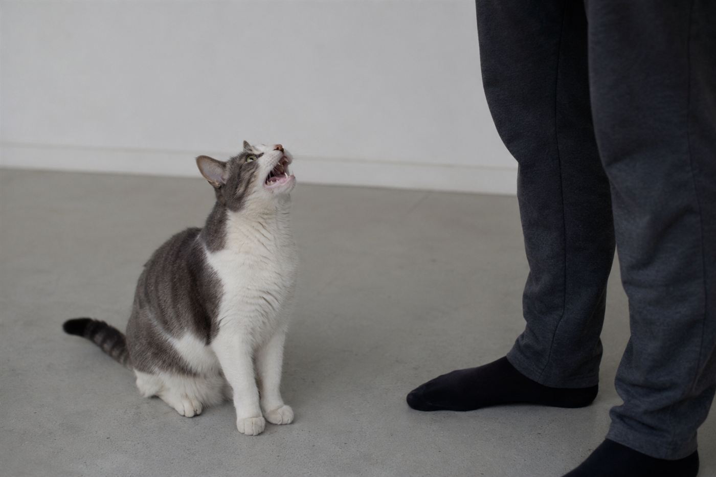 A cat meowing up at a person in a living room