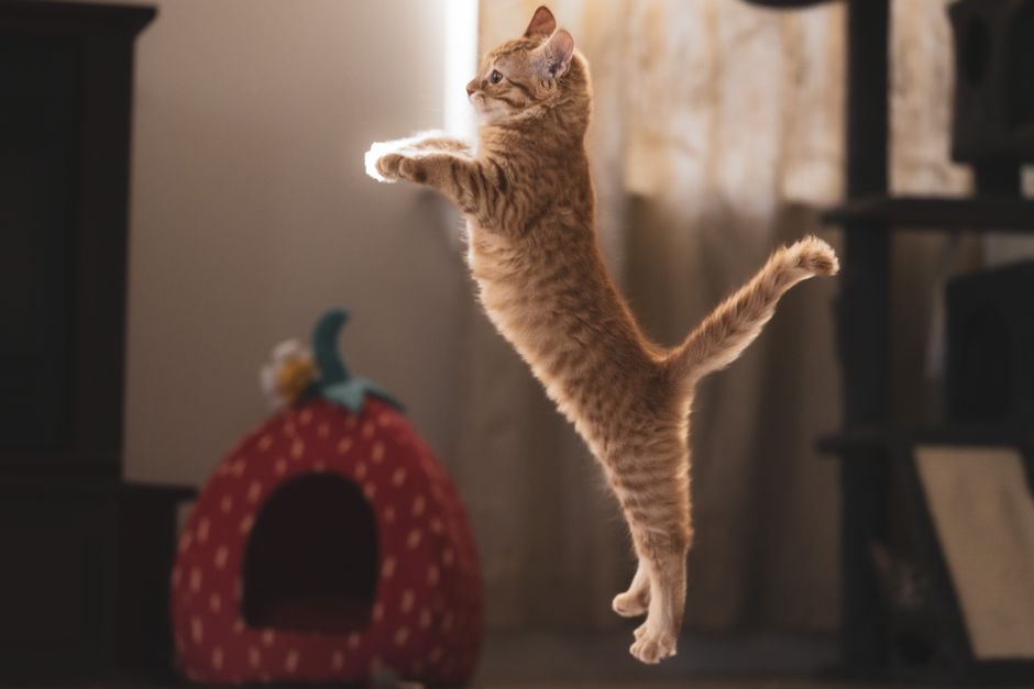 Kitten