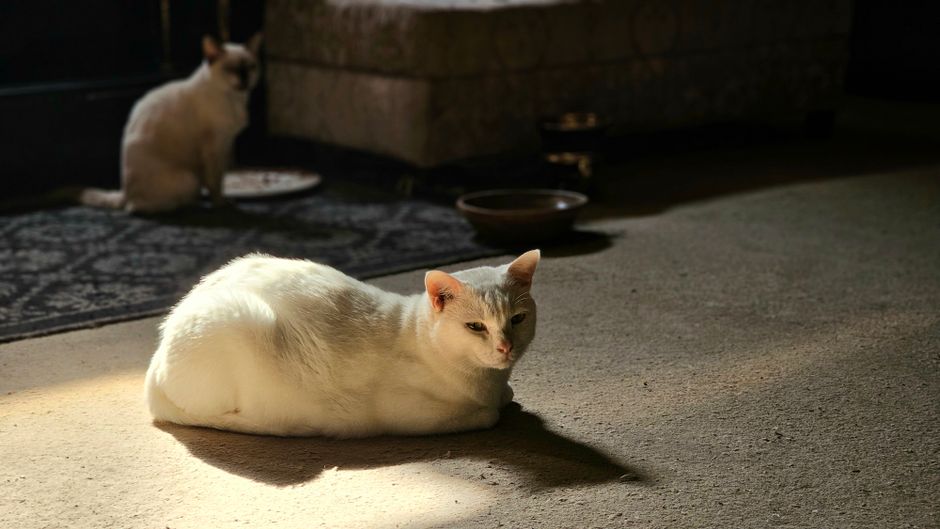 Cat