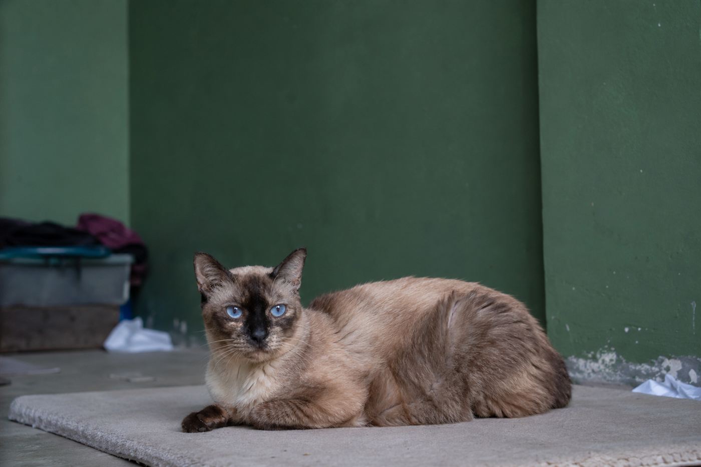 An older cat resting, favoring one of its legs