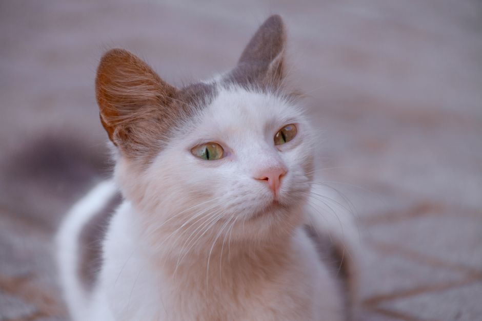 Kitten
