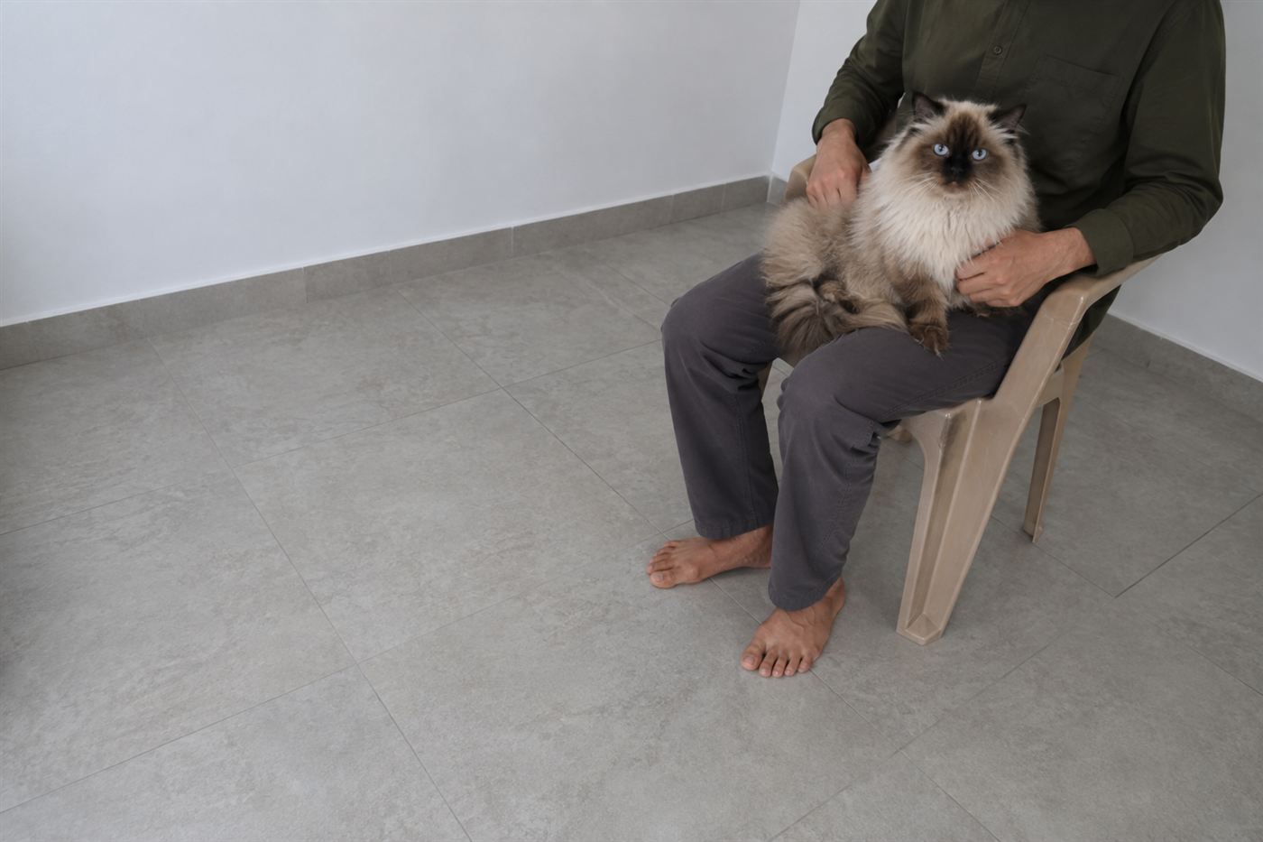 A cat sitting calmly on a person's lap indoors