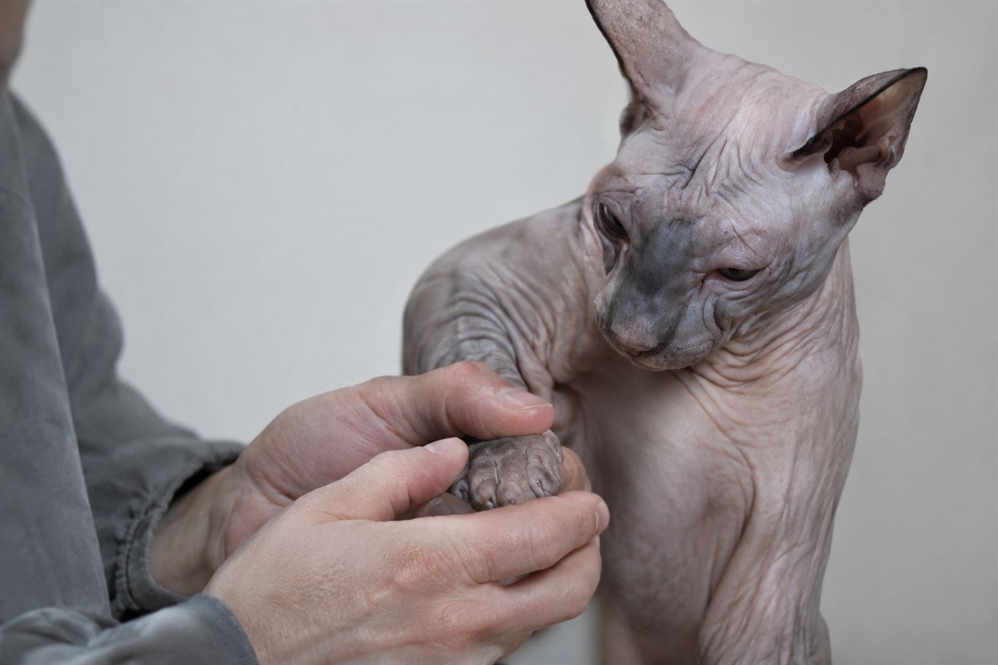 A close-up of a cat's paw showing a patch of hair loss
