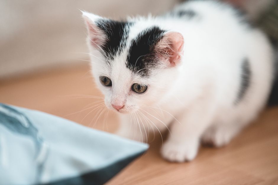 Kitten
