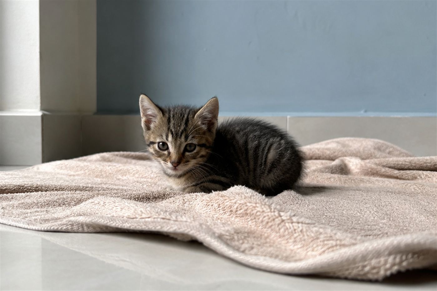 A very young kitten resting on a soft towel
