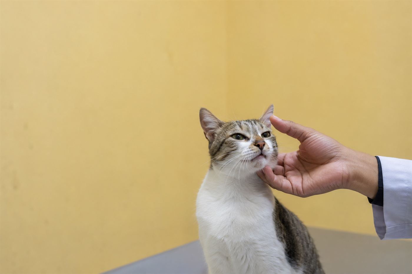 A veterinarian closely examining a cat's facial expression