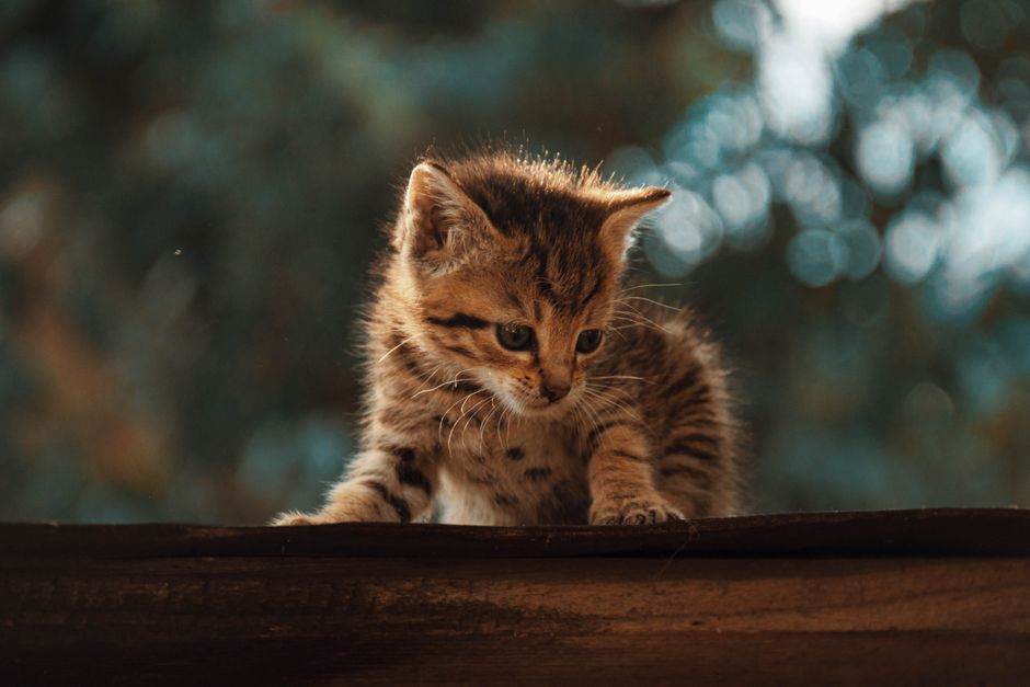 Kitten