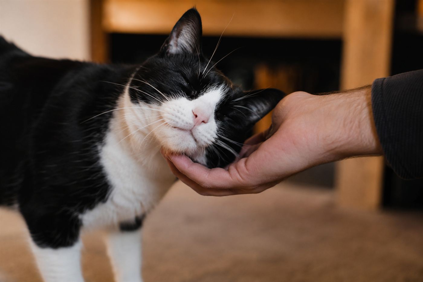 A cat headbutting and rubbing its cheek against its owner's hand