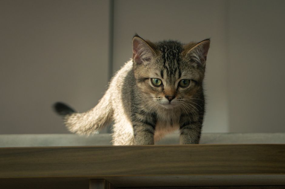 Kitten