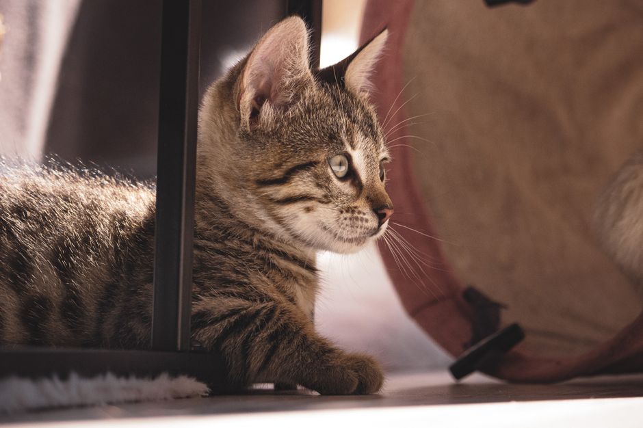 Kitten