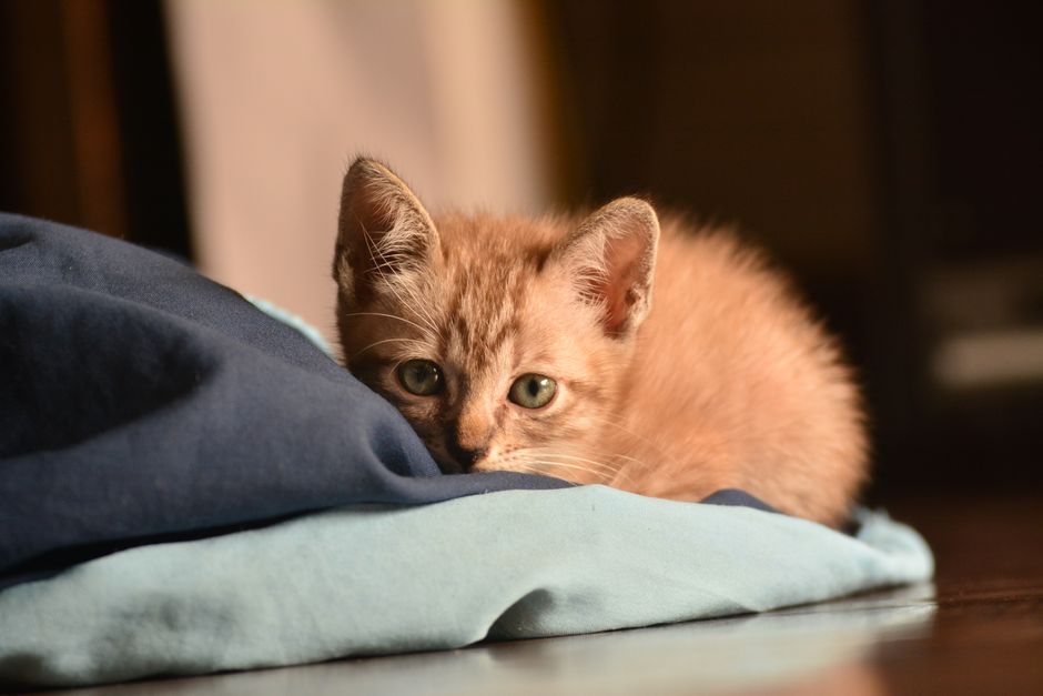 Kitten