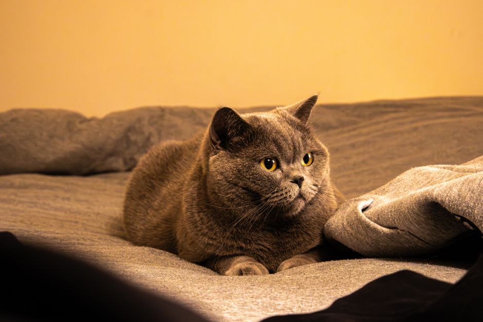 British shorthair cat