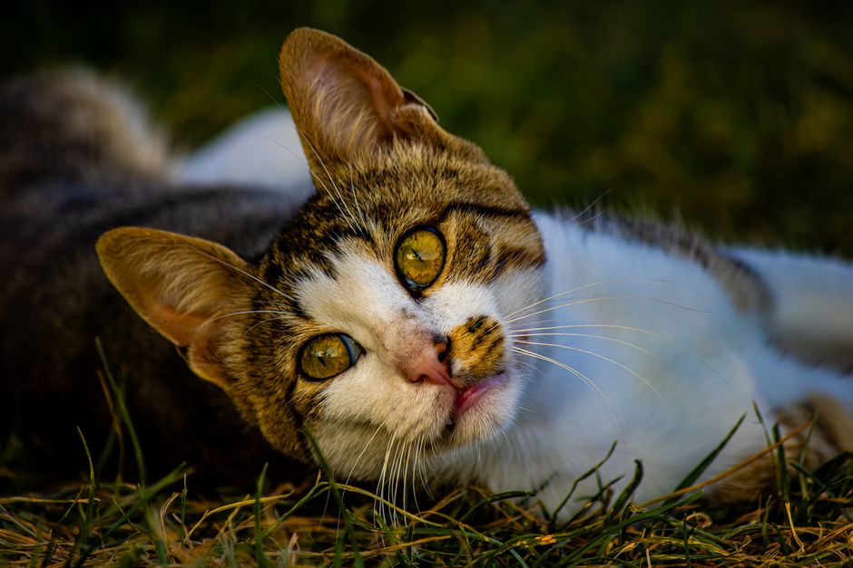 Kitten