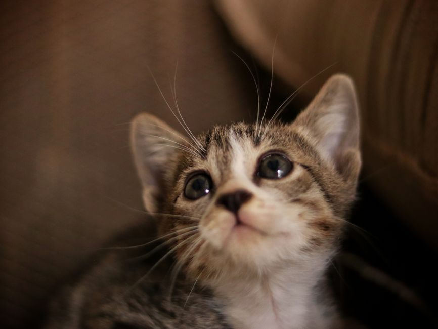 Kitten