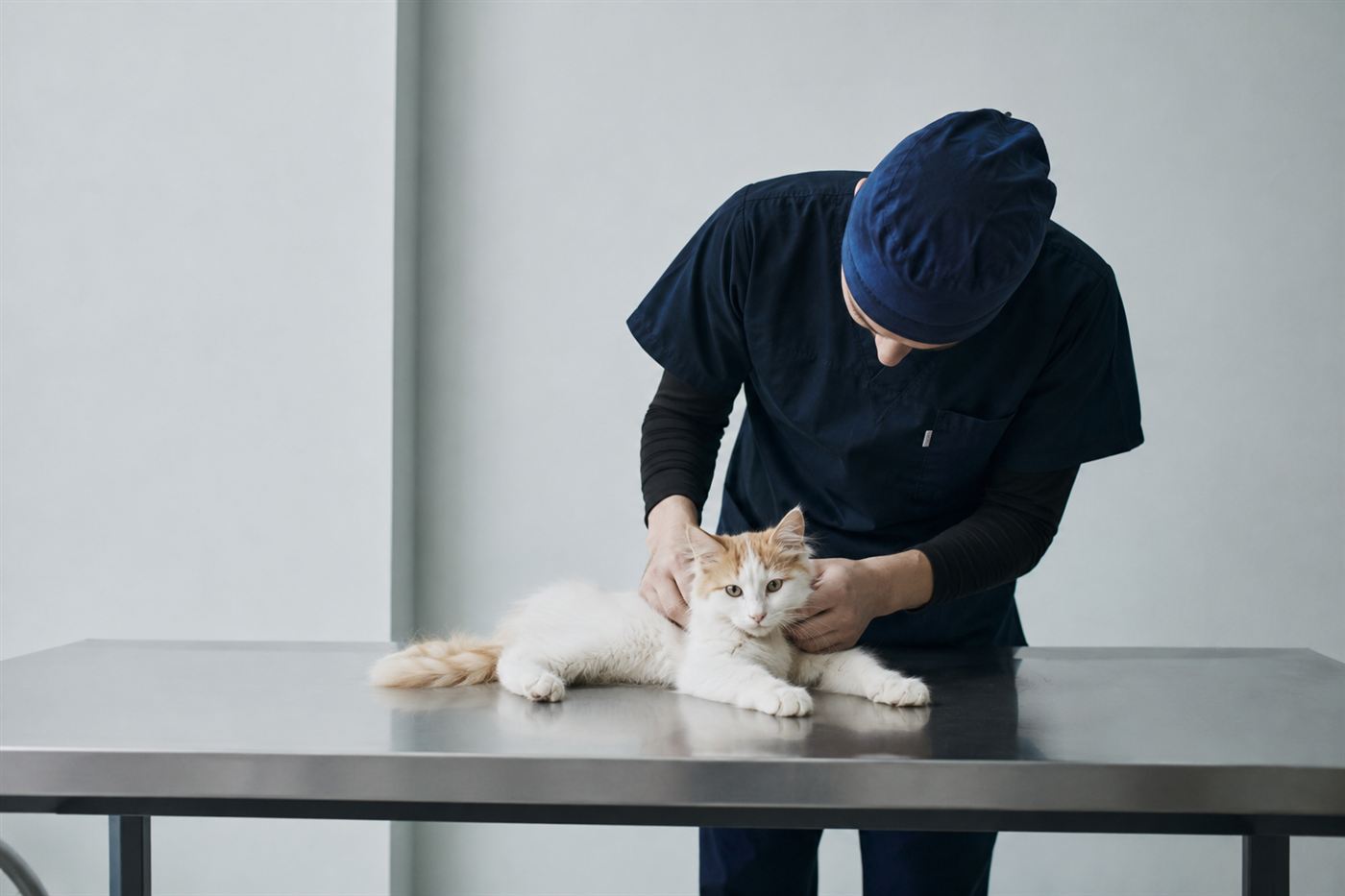 A sick kitten being examined by a veterinarian