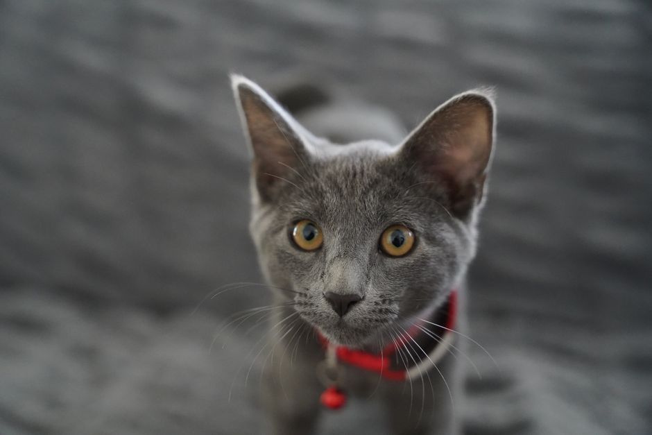 Kitten
