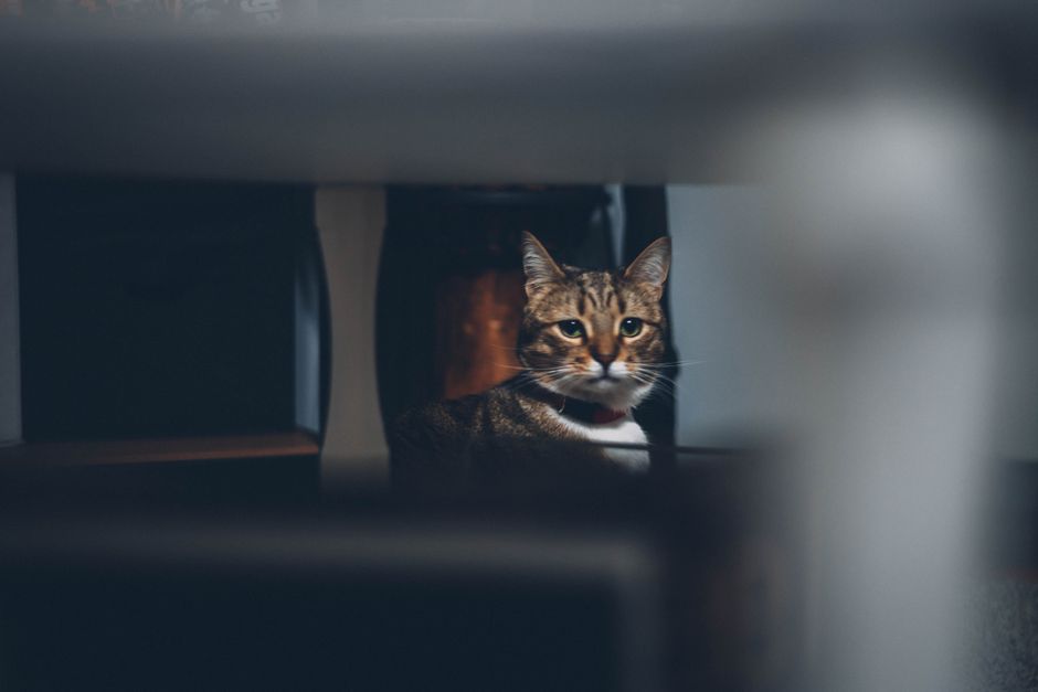 Kitten