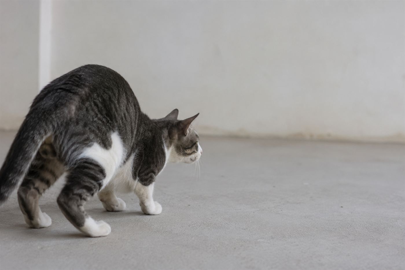 A cat crouched low, about to pounce, hips wiggling