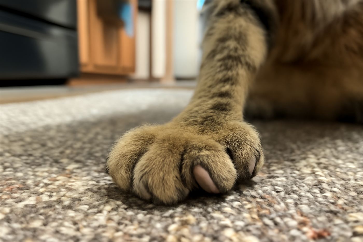 A close-up of a polydactyl cat's paw showing extra toes