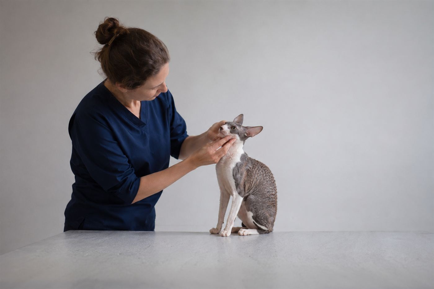 A veterinarian gently examining a cat's mouth