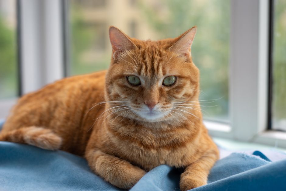 Cat