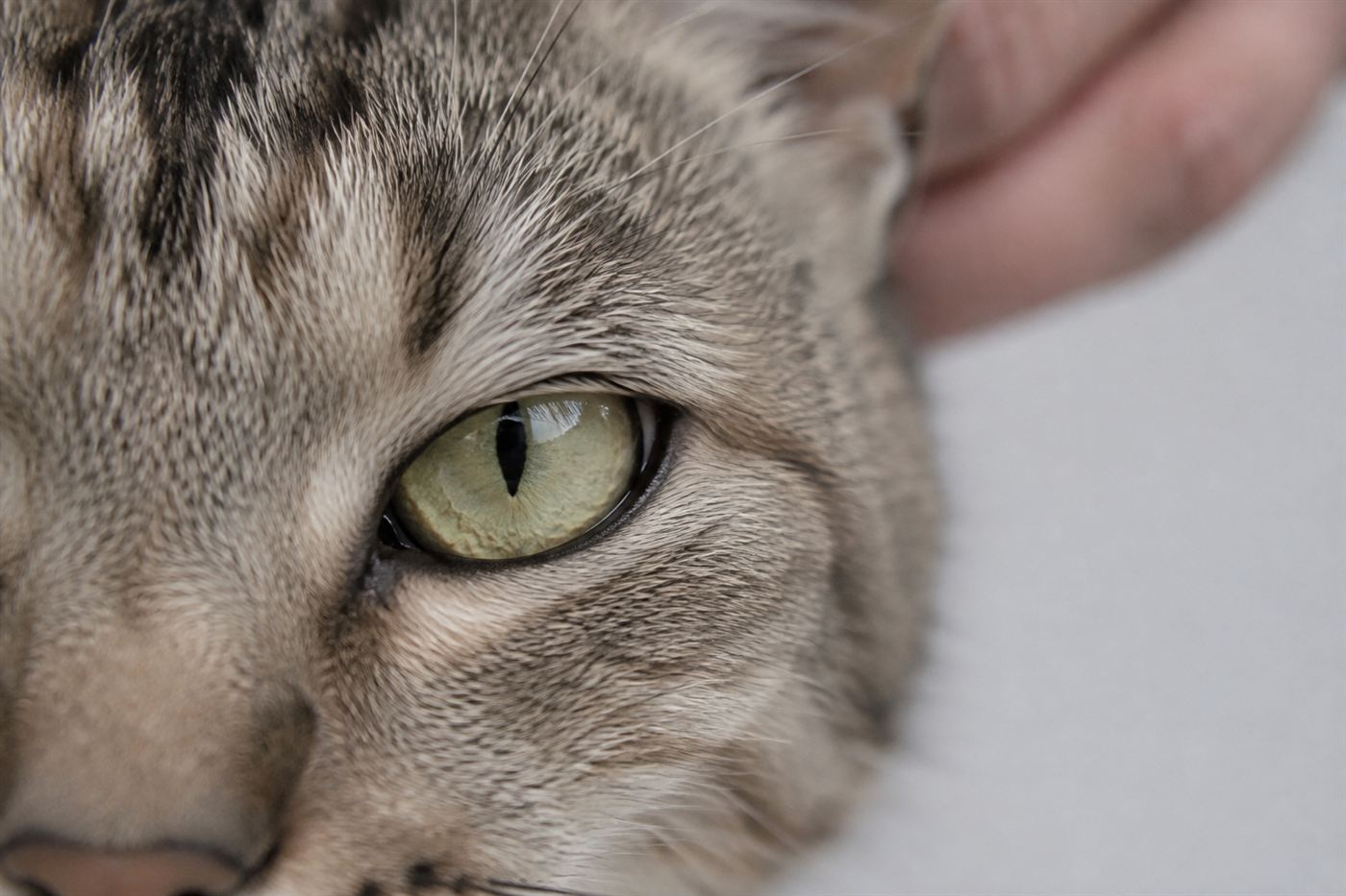A close-up of a cat's eye during a veterinary exam