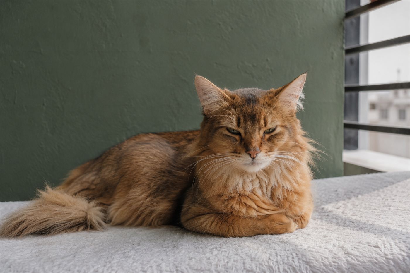 A cat with slightly watery eyes resting indoors