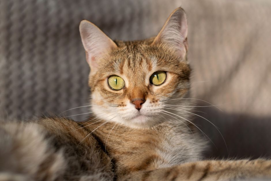 Kitten