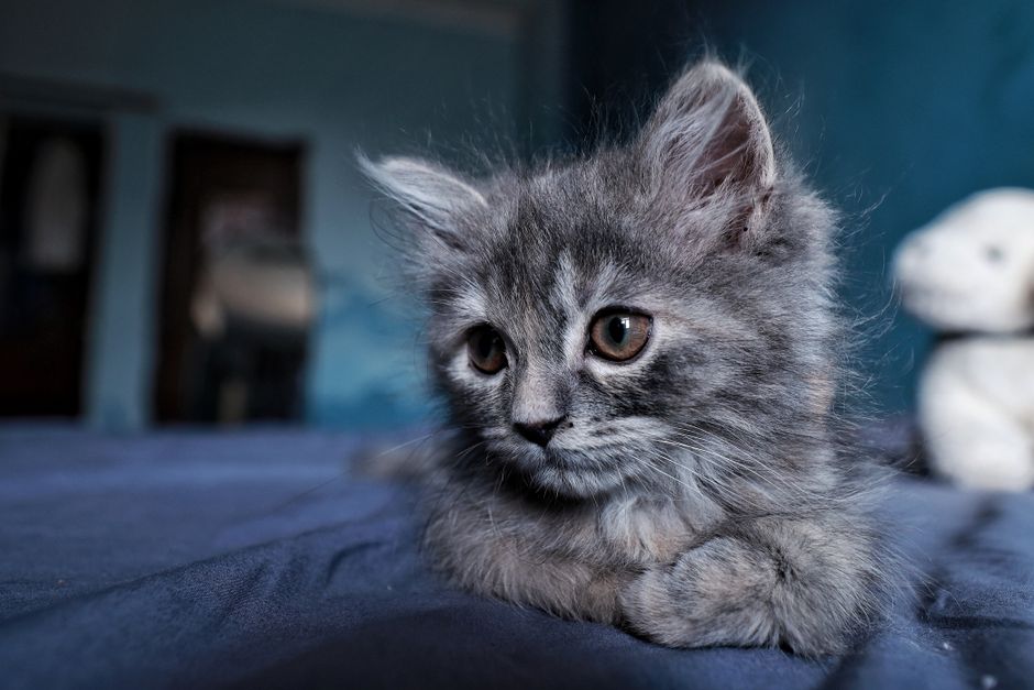 Kitten