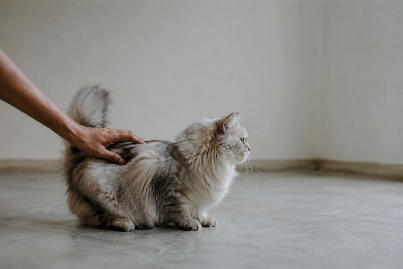 A person petting a cat near the base of its tail