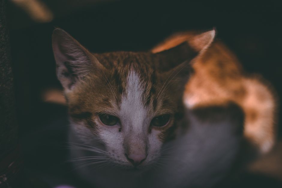 Kitten