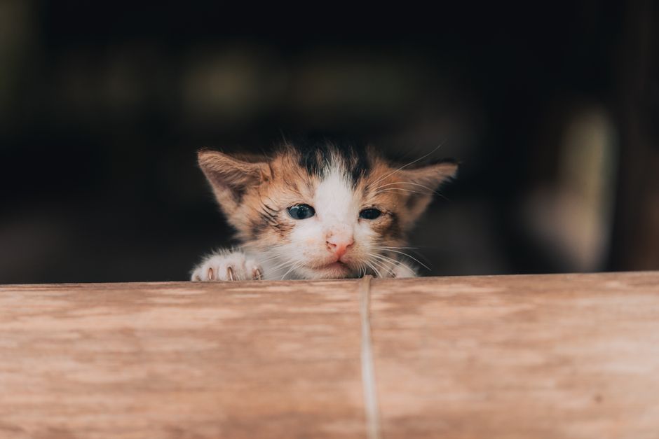 Kitten