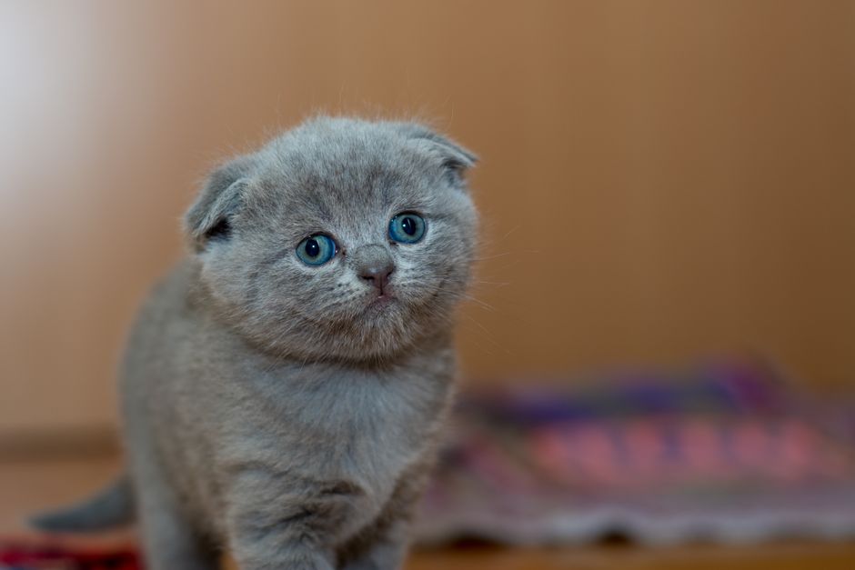 Kitten