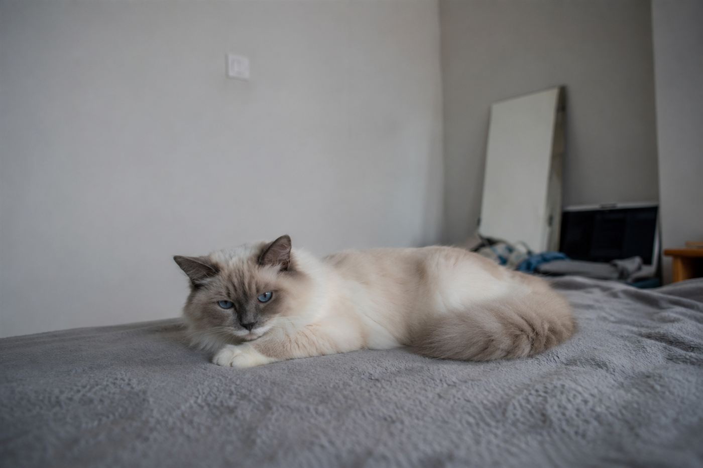 A young cat resting quietly, looking slightly unwell